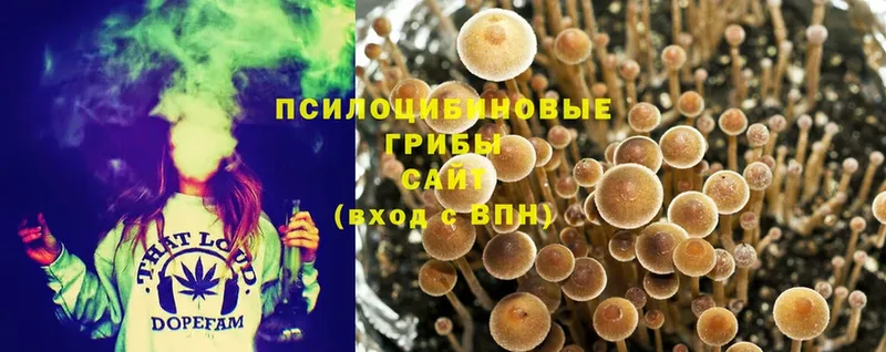 наркотики  кракен ССЫЛКА  Галлюциногенные грибы Cubensis  Ивдель 